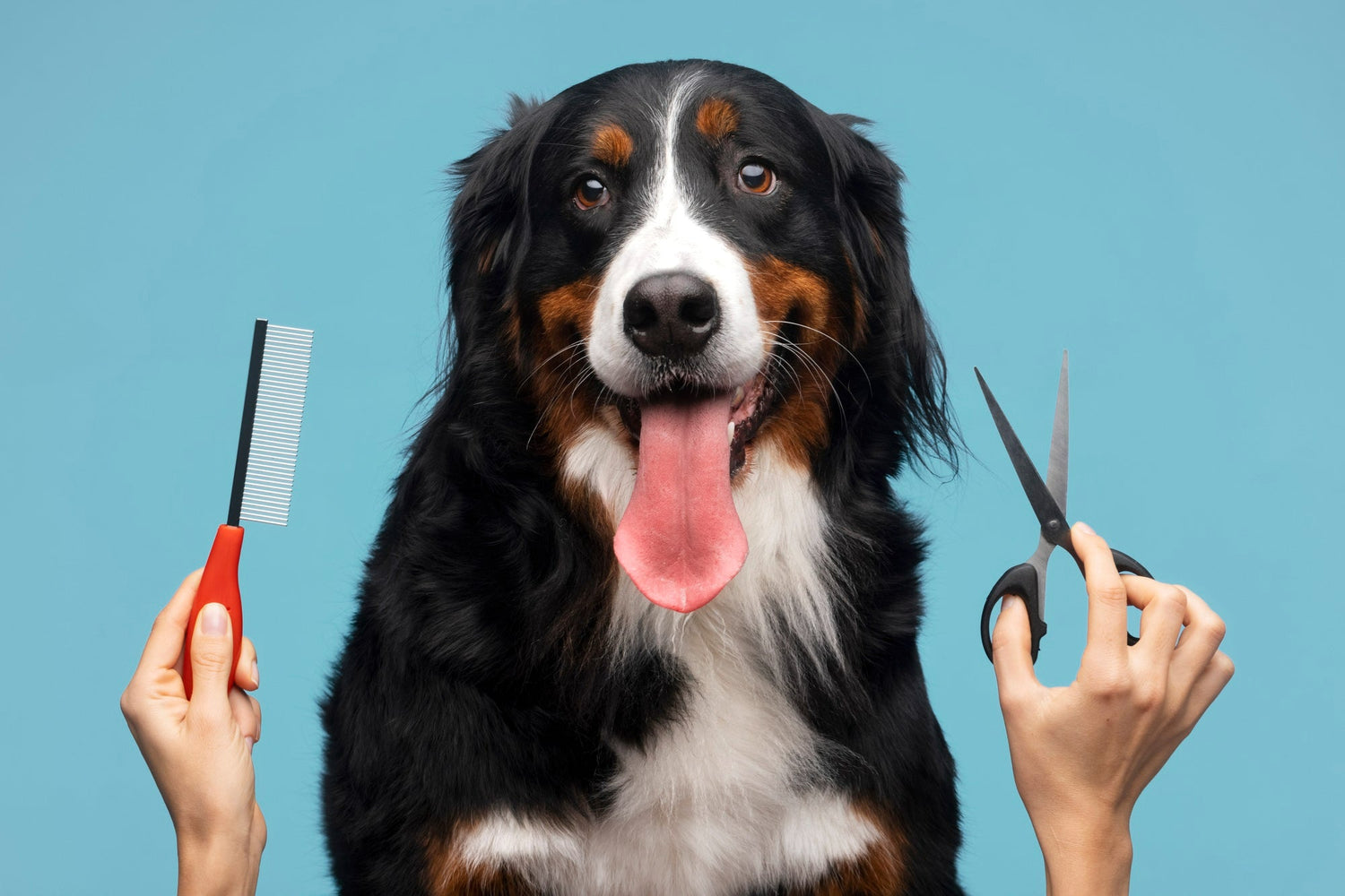 Groomer - Peluquería canina
